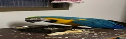 Macaws birds for sale: Hand raised beautiful Macaw parrots ready now. in Birmingham - Advert 2