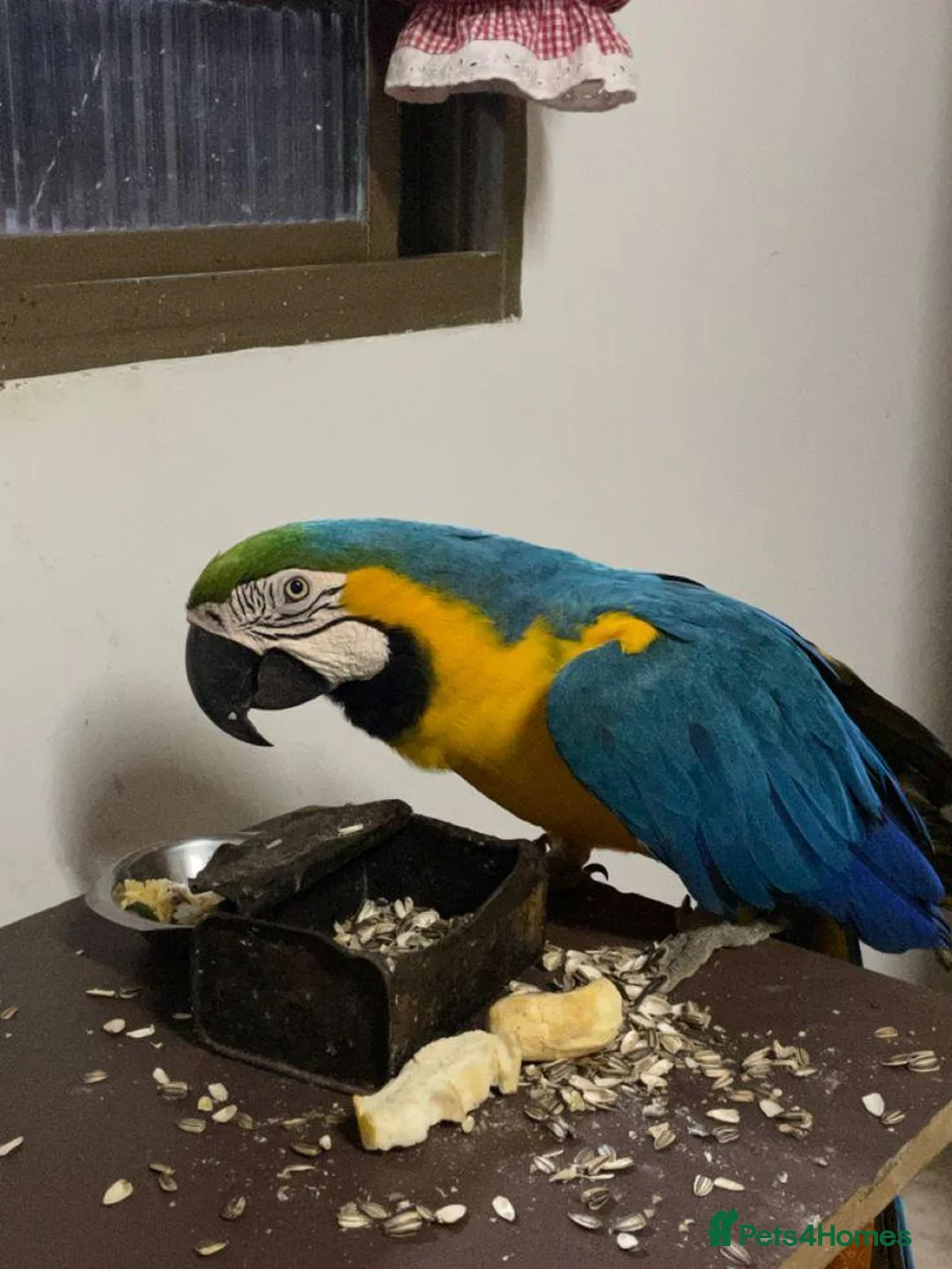 Macaws birds for sale: Hand raised beautiful Macaw parrots ready now. in Birmingham - Advert 2