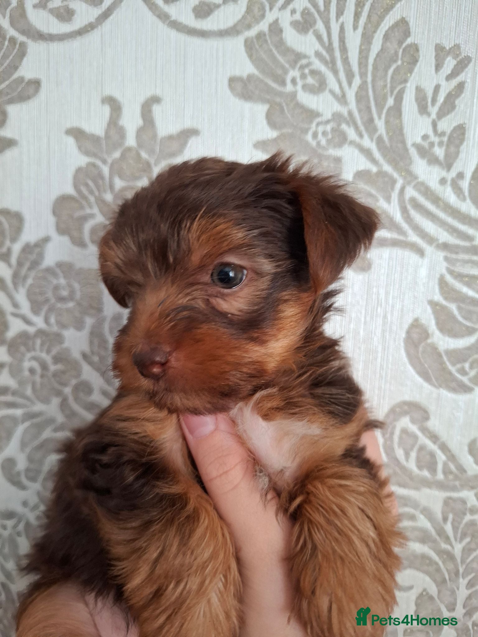 Yorkshire Terrier dogs Charming Yorkshire Terrier Puppies - Advert 2