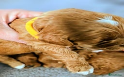 Cockapoo dogs for sale: GENUINE F1B COCKAPOO PUPPIES  - Image 7