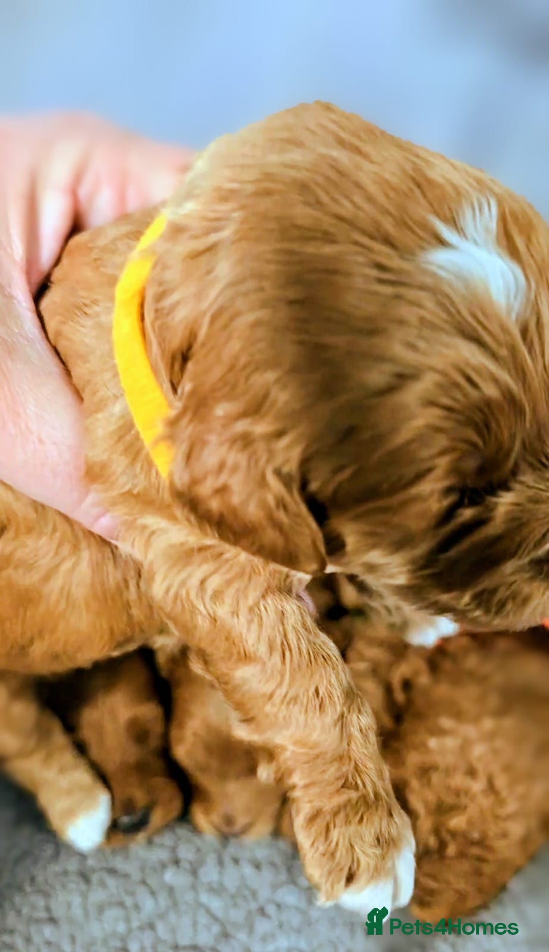 Cockapoo dogs for sale: GENUINE F1B COCKAPOO PUPPIES  - Image 7