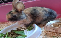 Mixed Breed rabbits for sale: Netherland dwarf x Dutch rabbits - Image 5