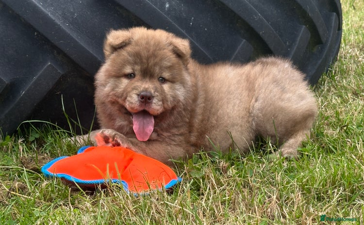 Chow Chow dogs - Advert 2