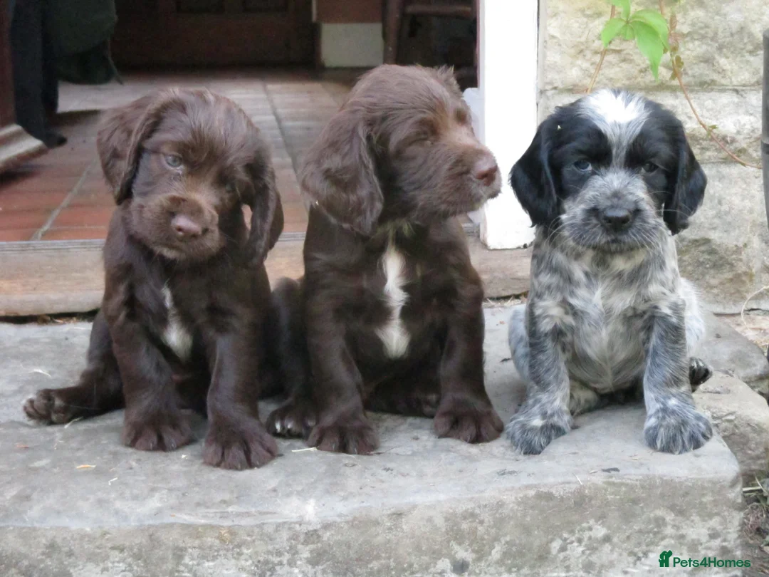 Cocker Spaniel dogs for stud: Working Cocker at Stud .Dorset in Dorchester - Advert 10