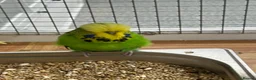 Budgerigars birds for sale: Budgies for sale  - Advert 11