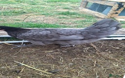 Chickens poultry for sale: Hens for sale point of lay, multiple breeds - Image 7