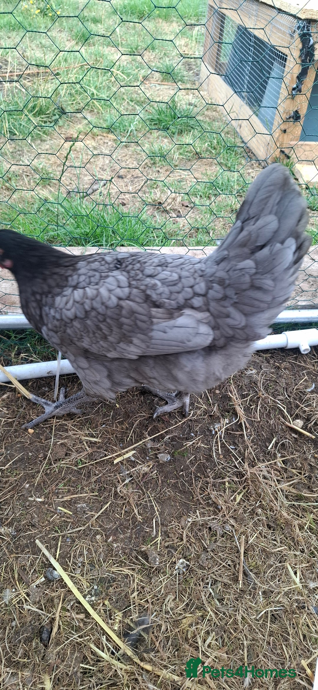 Chickens poultry for sale: Hens for sale point of lay, multiple breeds - Image 7