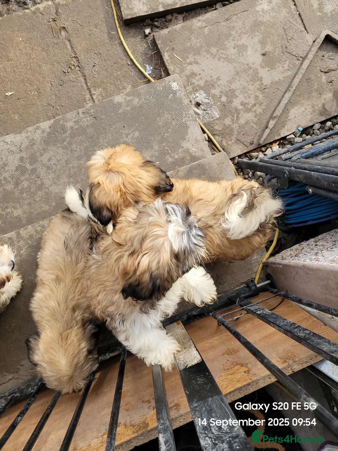 Lhasa Apso dogs for sale: Beautiful lhasa apso  - Image 6