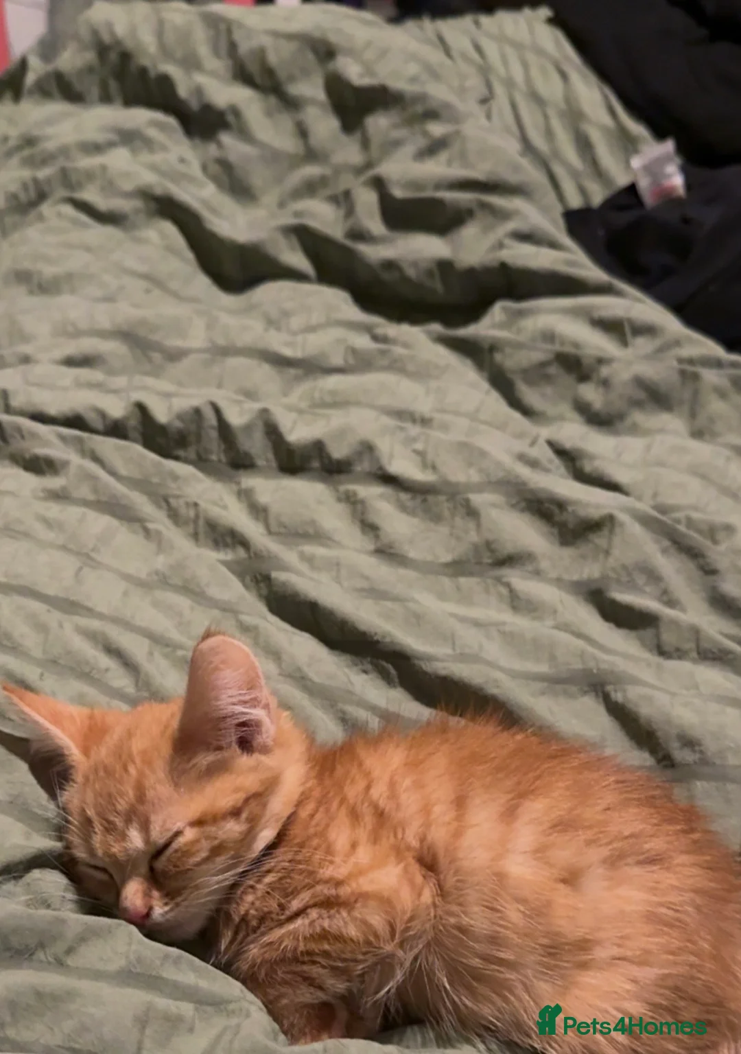 British Shorthair cats for sale: One ginger male  - Advert 2