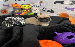 Pug dogs for sale: Pretty Female Pug Puppies x2 HEALTHY & HAPPY  - Image 8