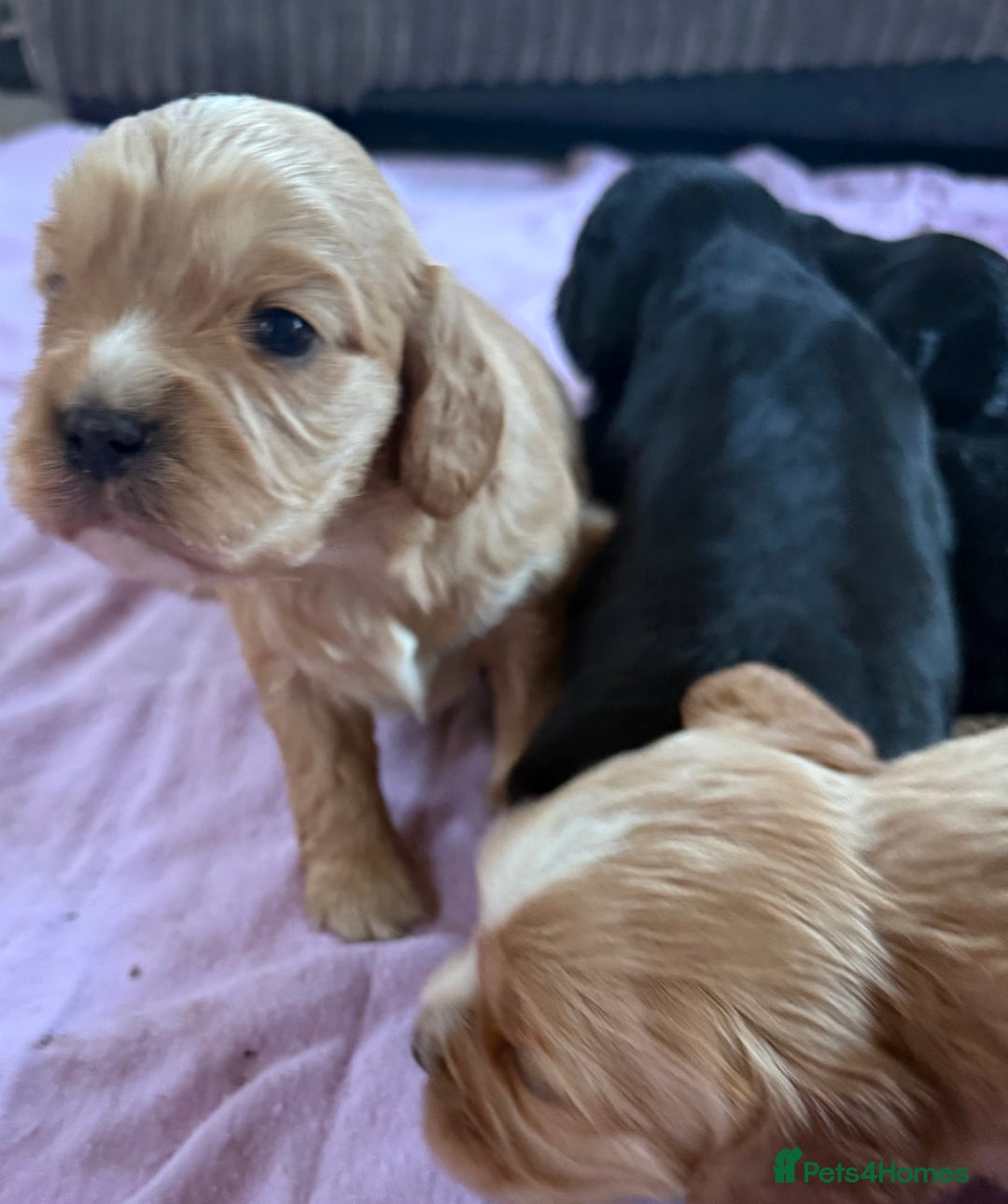 Mixed Breed dogs for sale: Gorgeous toy apricot and black cavapoos  - Advert 16