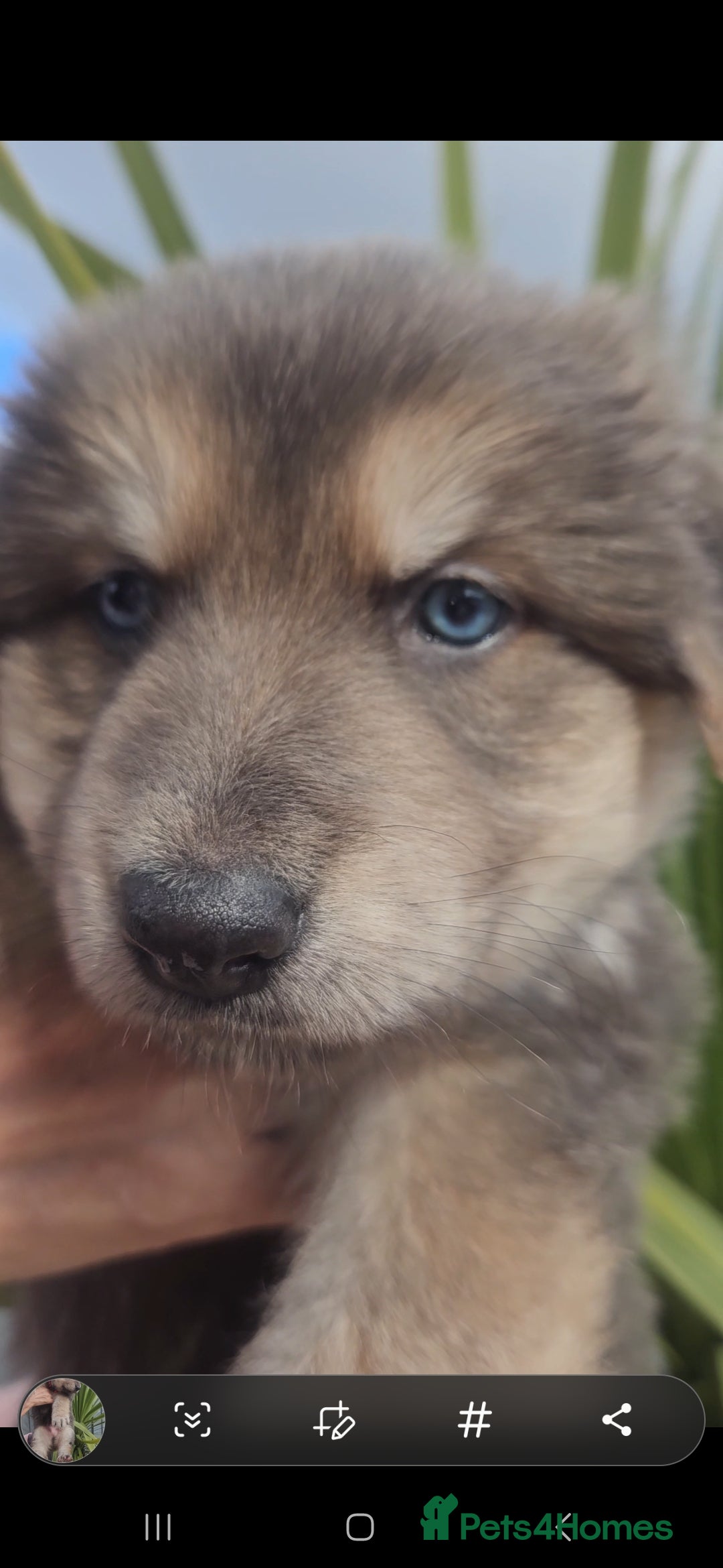 German Shepherd dogs for stud: German shepherd  - Image 13