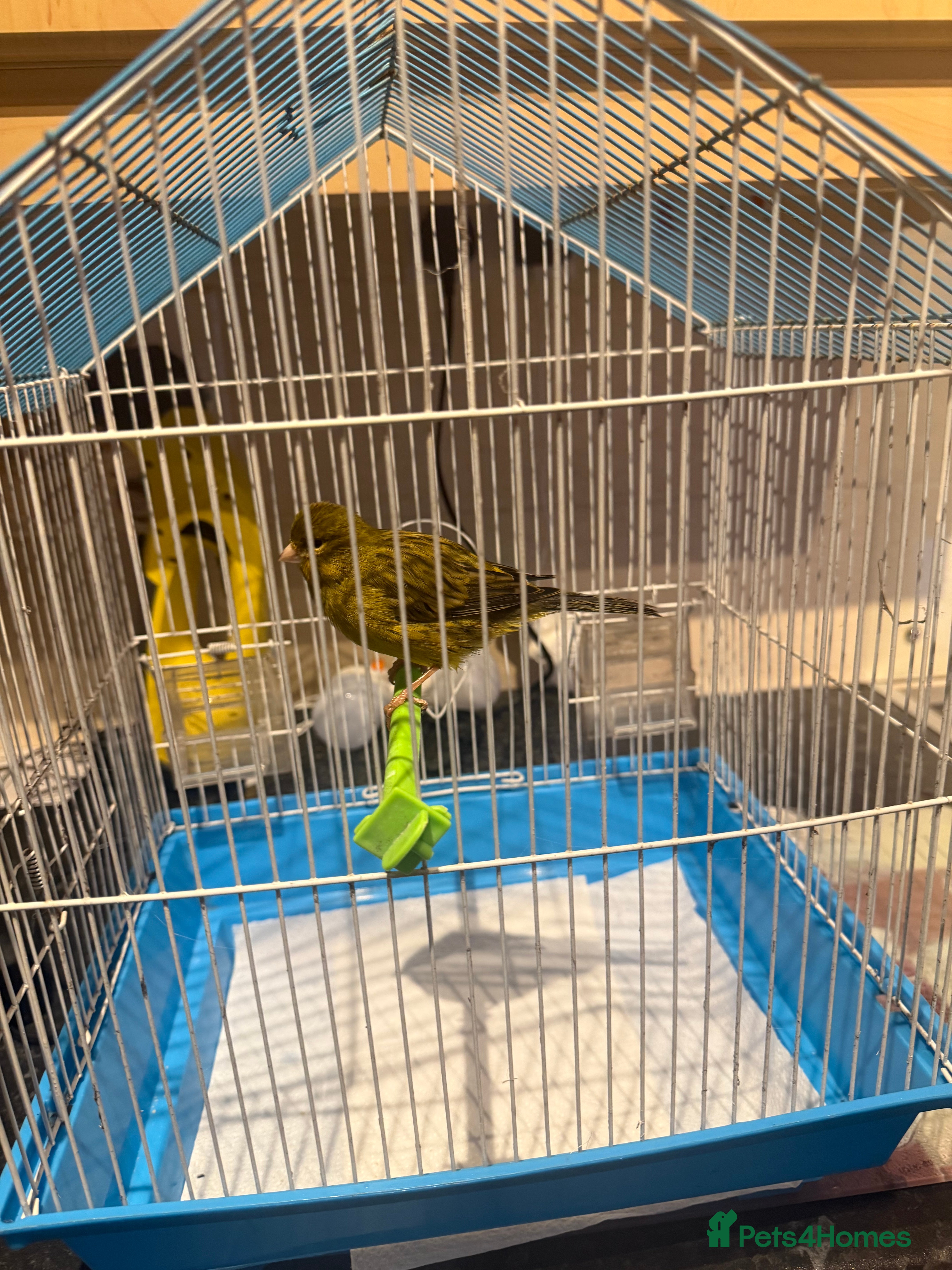 Parakeets birds 1 splendid parakeet male 1 male canary  - Advert 2