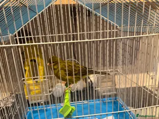 Parakeets birds 1 splendid parakeet male 1 male canary - Advert 2