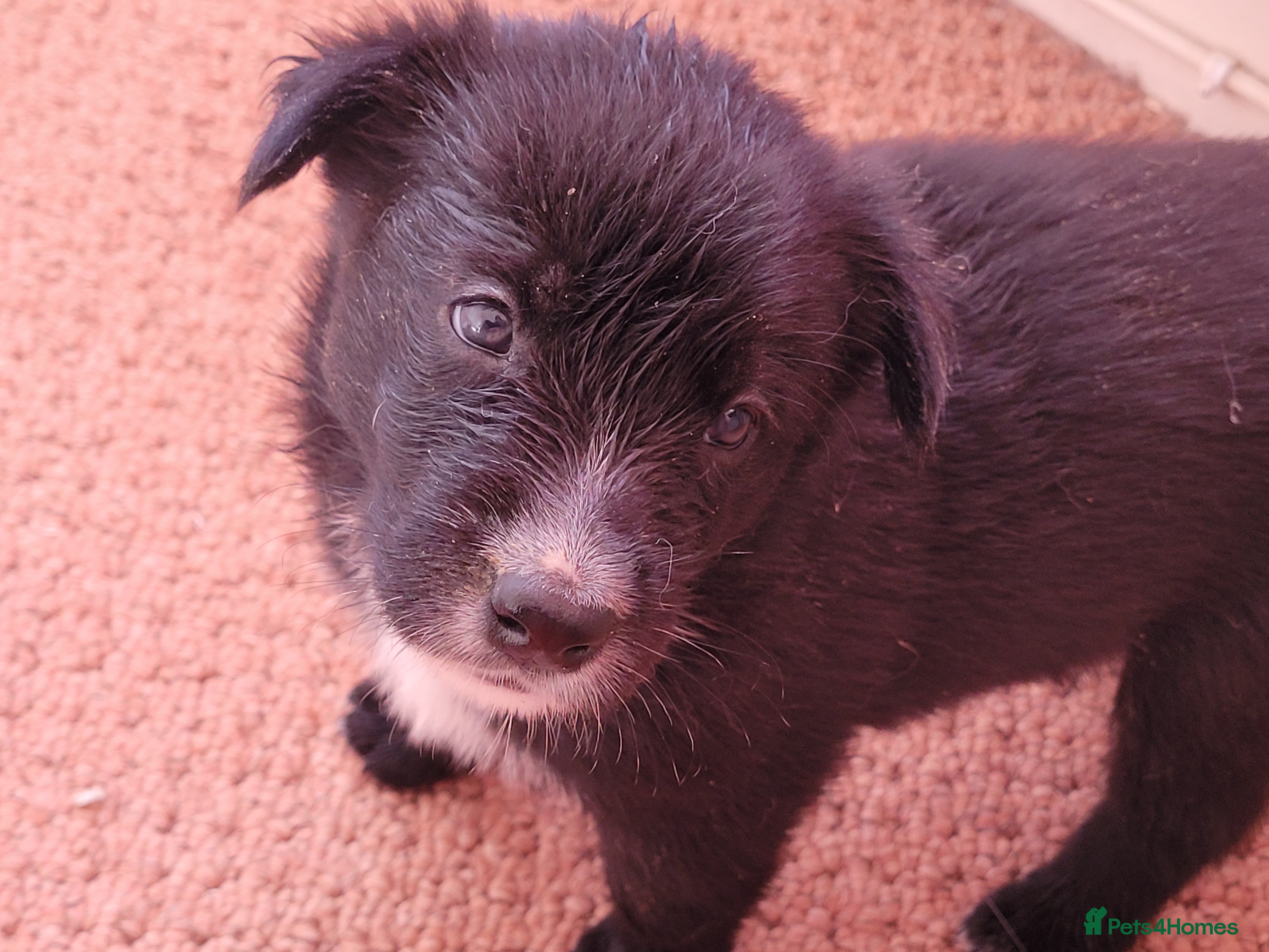 Mixed Breed dogs Husky Cross Puppies - Advert 5