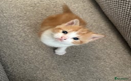 Mixed Breed cats for sale: Adorable kittens for sale  - Image 10