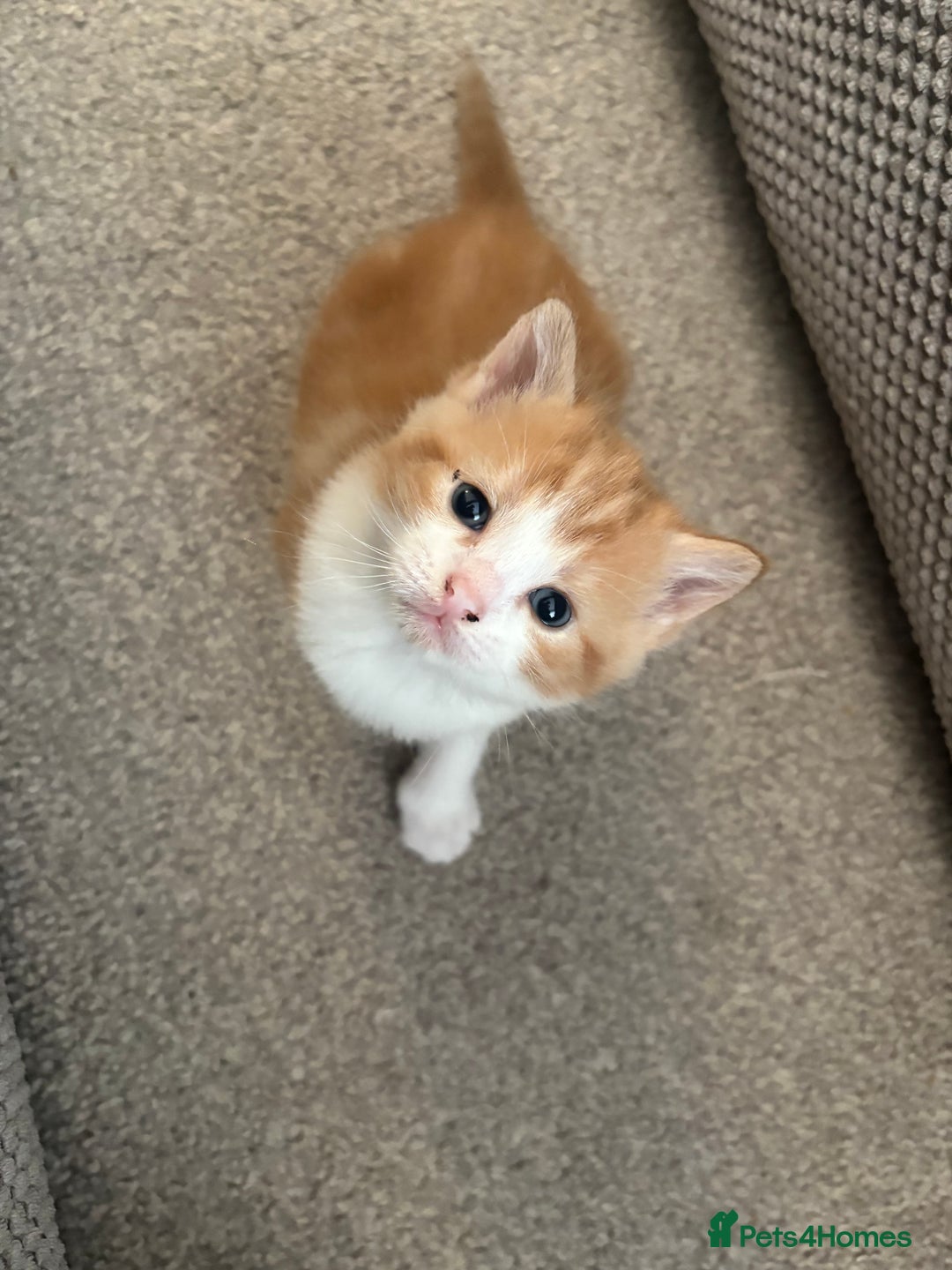 Mixed Breed cats for sale: Adorable kittens for sale  - Image 10