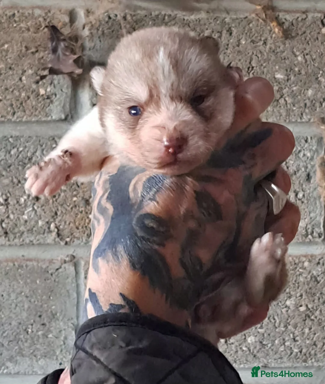 Siberian Husky dogs for sale: 🐾 RARE Husky Puppies–Ready for Their New Homes 🐾 - Advert 5