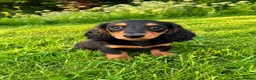 Miniature Dachshund dogs for sale: Miniature long haired dachshund puppies  - Advert 3