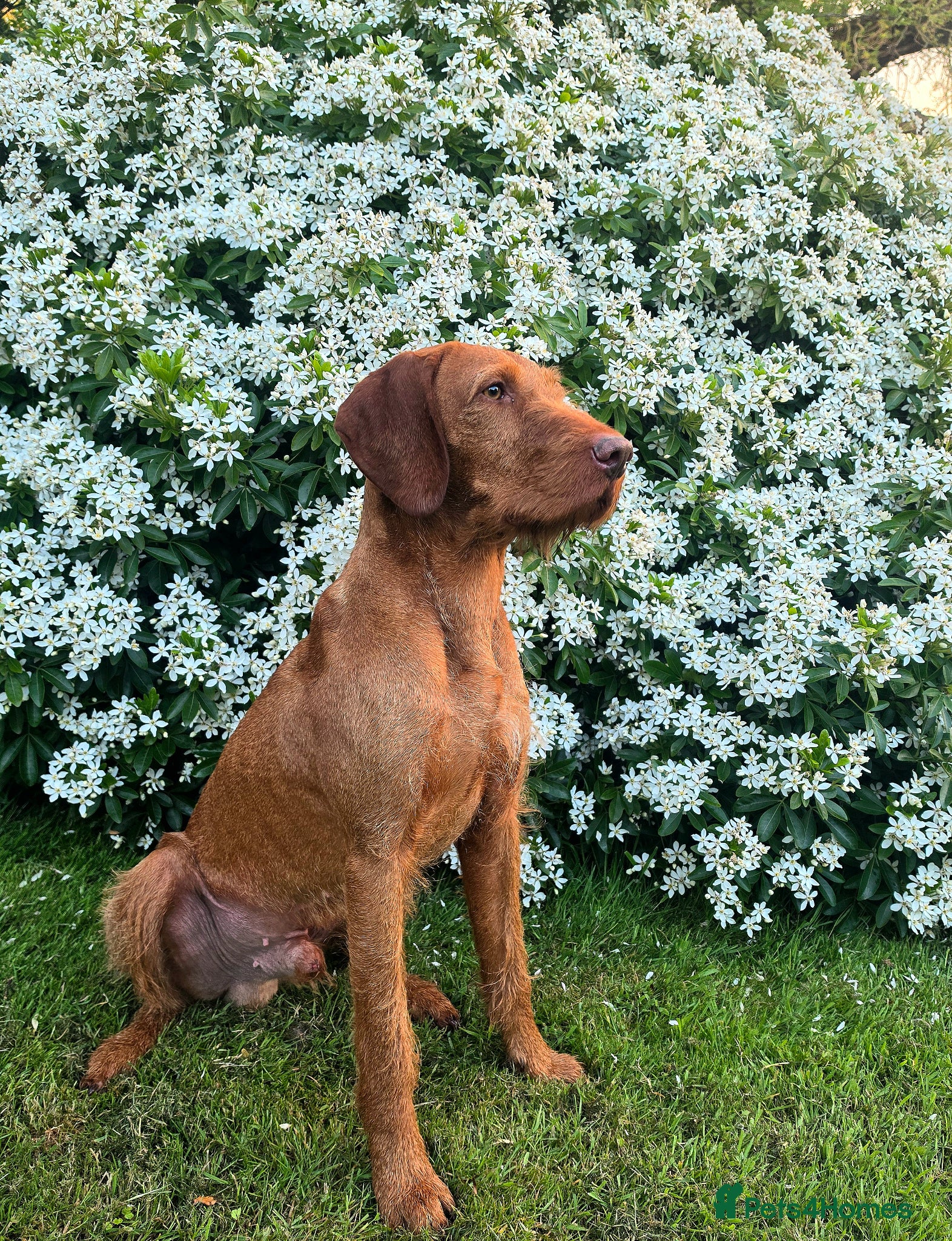 Hungarian Vizsla dogs for stud: Wirehaired Vizsla import at stud  - Advert 2