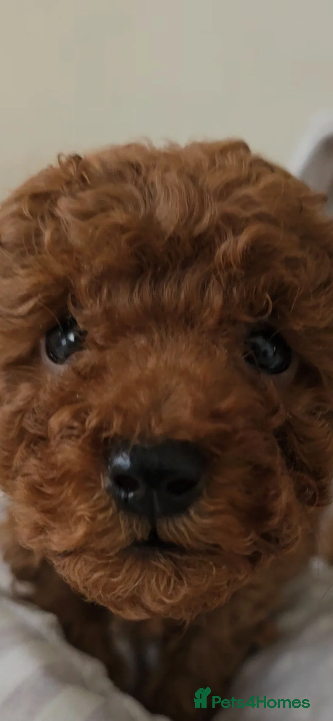 Toy Poodle dogs for sale: Quality deep red toy poodle puppies - Advert 1