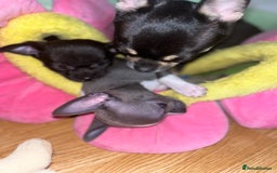 Chihuahua dogs for sale: Pure bred Chihuahua puppies - Image 28
