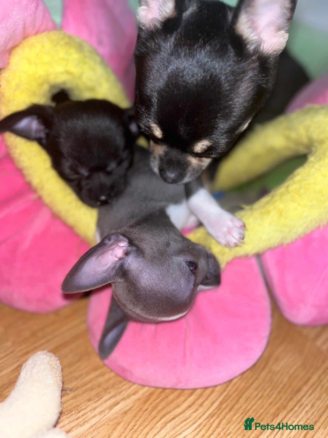 Chihuahua dogs for sale: Pure bred Chihuahua puppies - Image 28