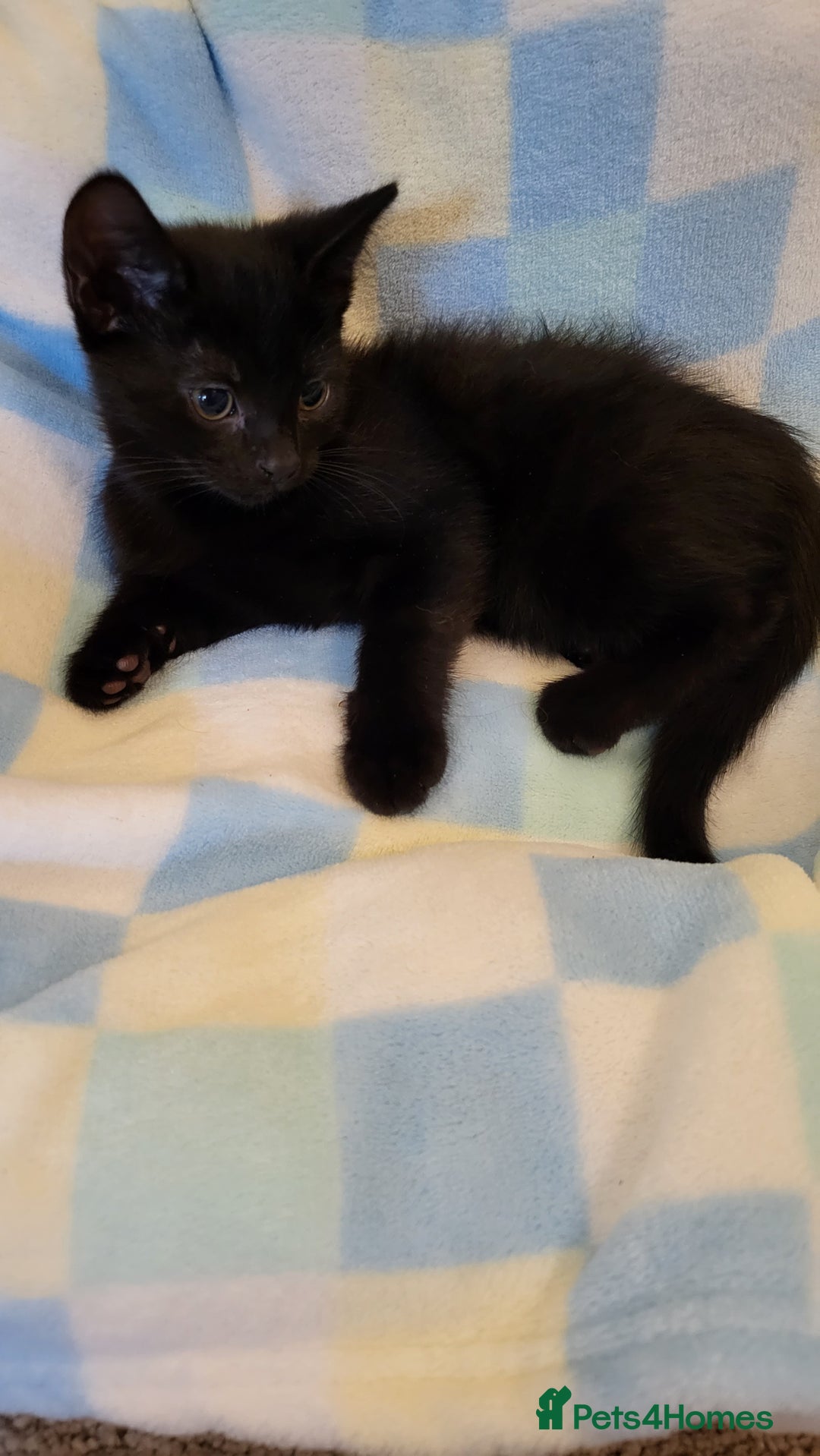 Mixed Breed cats for sale: Kittens Ready Now - Image 8