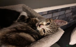 American Shorthair cats for sale: American short hair tabby kittens - Image 2