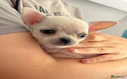 Chihuahua dogs for sale: KC Chihuahuas 🇬🇧 bloodlines 🌟🌟🌟🌟🌟 - Image 8