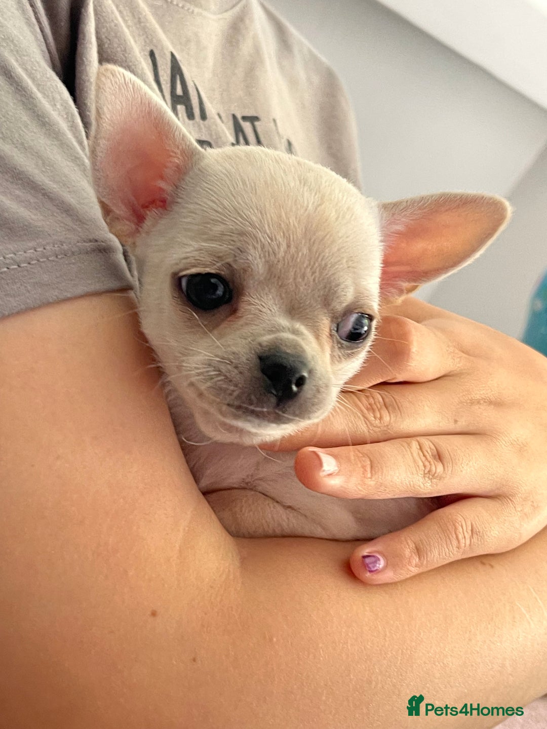 Chihuahua dogs for sale: KC Chihuahuas 🇬🇧 bloodlines 🌟🌟🌟🌟🌟 - Image 8