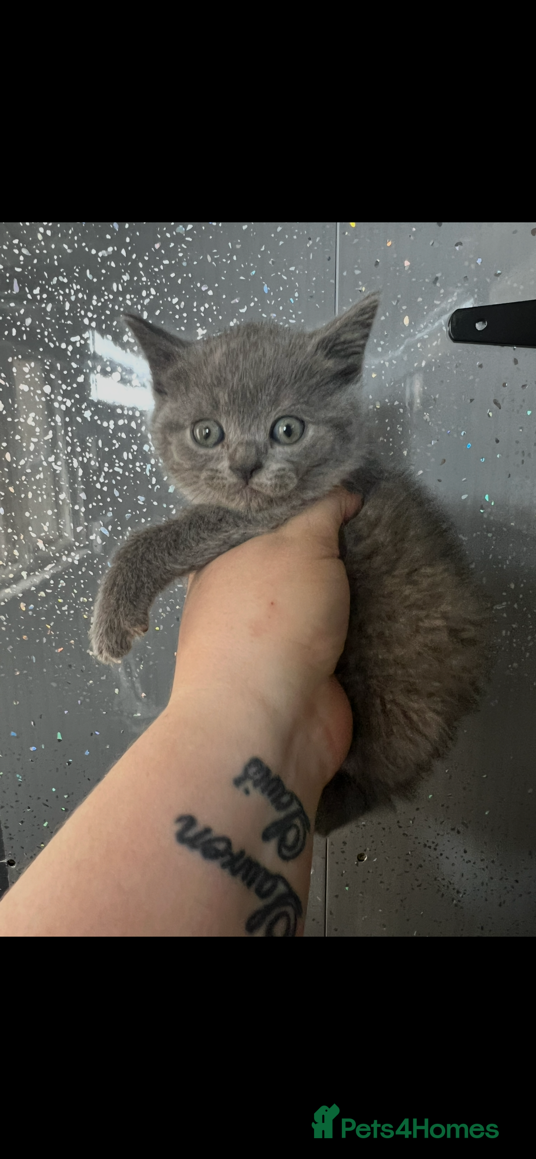 British Shorthair cats for sale: Beautiful British shorthair kittens  - Advert 3