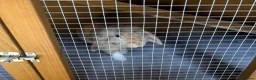 Mini Lop rabbits for sale: 5ft double hutch with mum and 8 babies - Advert 3