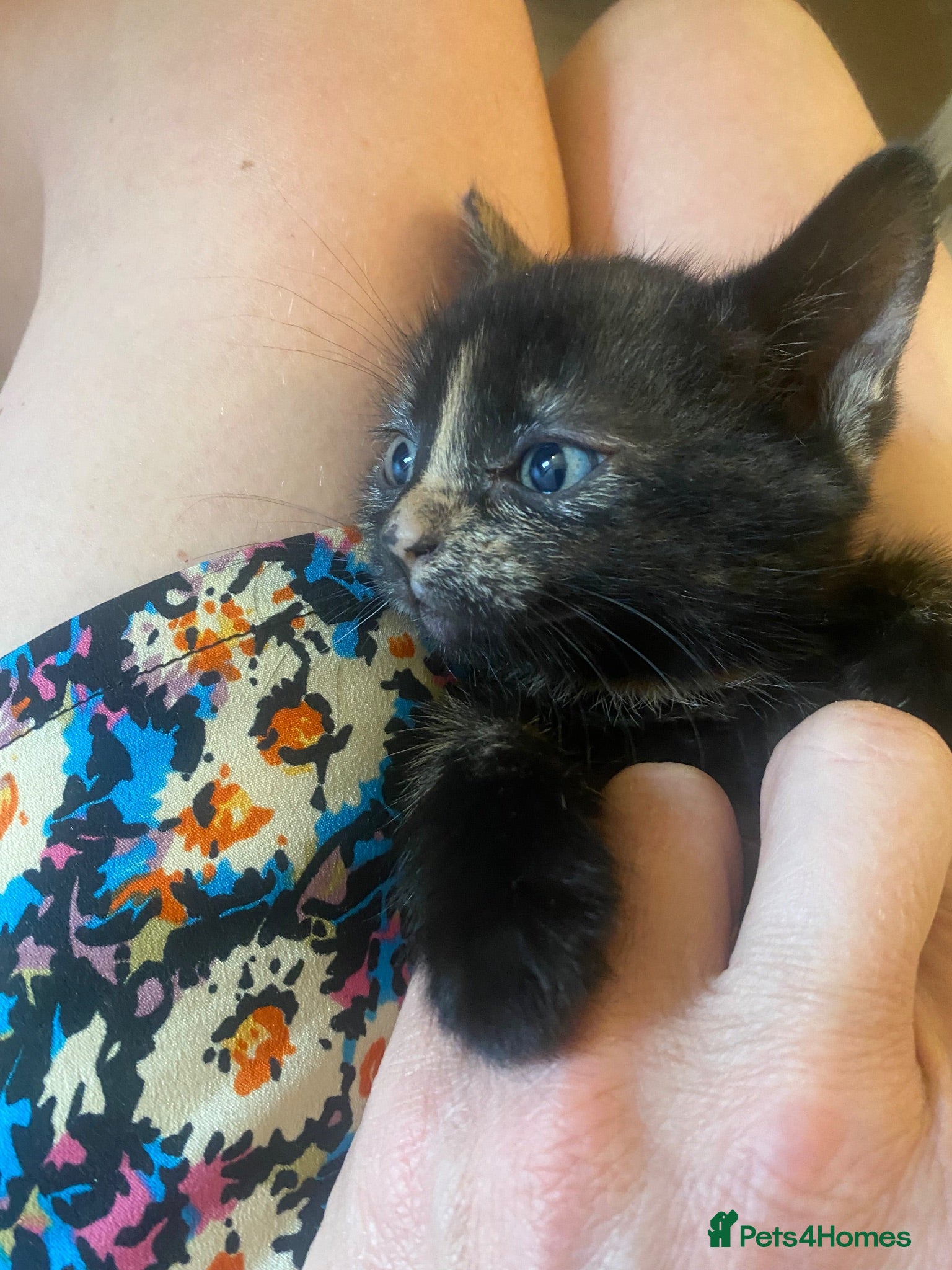 Mixed Breed cats Beautiful kittens  - Advert 6