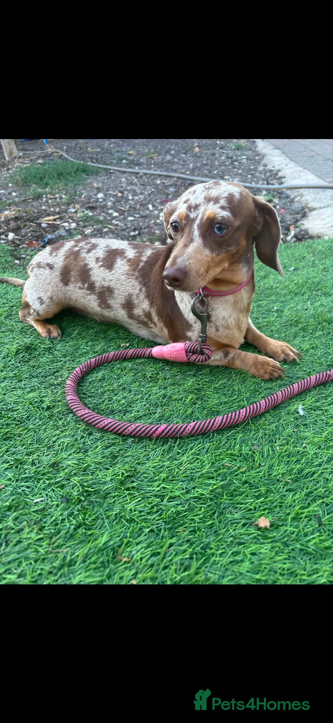 Dachshund dogs for sale: Dapple female  - Advert 3