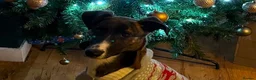 Mixed Breed dogs for sale: Willow - Greyhound/Whippet - Rehoming Required - Advert 1