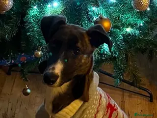 Mixed Breed dogs Willow - Greyhound/Whippet - Rehoming Required - Advert 15