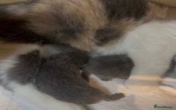 British Shorthair cats for sale: Beautiful British Shorthair Kittens – ReadyOctober - Image 9