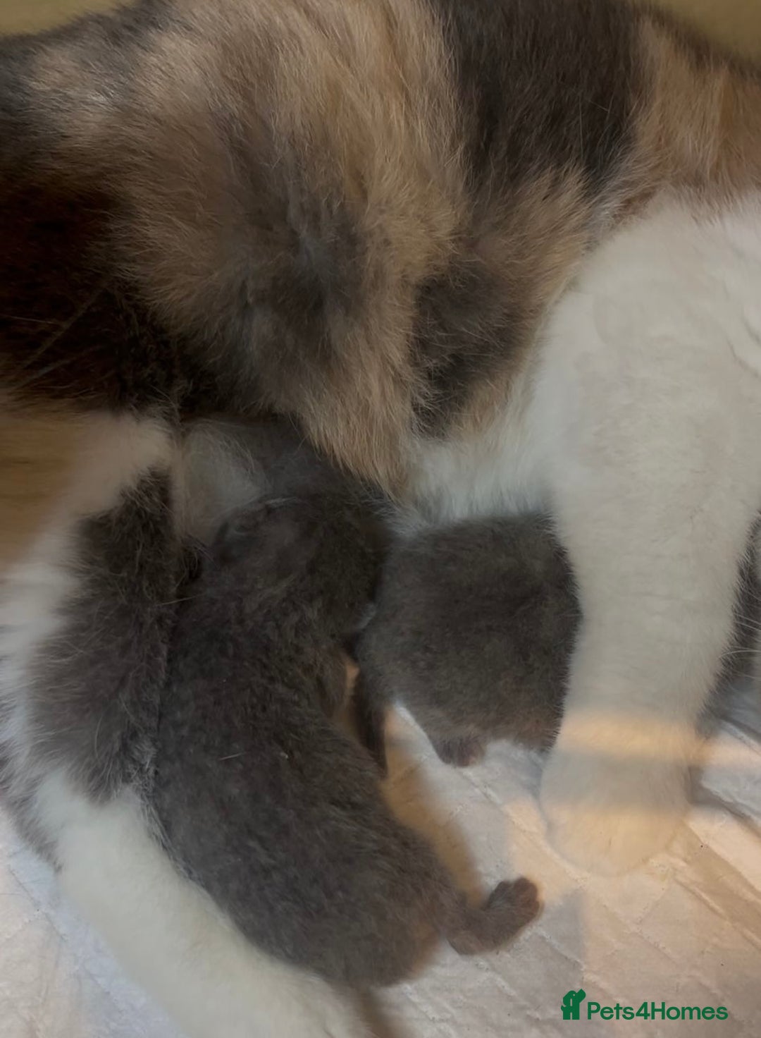 British Shorthair cats for sale: Beautiful British Shorthair Kittens – ReadyOctober - Image 9
