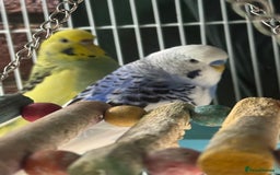 Budgerigars birds for sale: Budgies - Image 2