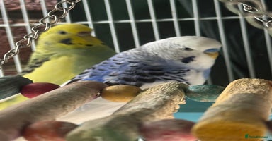 Budgerigars birds - Advert 1