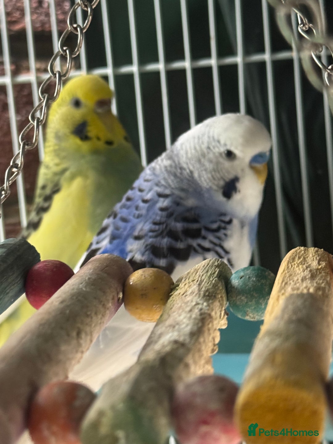 Budgerigars birds for sale: Budgies - Image 2