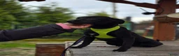Mixed Breed dogs for adoption: ❤️🐶 SOLA – A SOFT AND PEACEFUL LITTLE SOUL in Burton-on-Trent - Advert 10