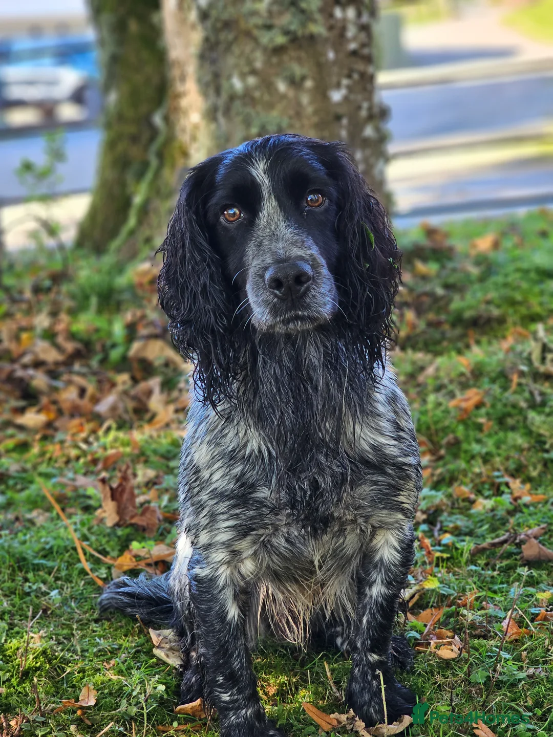 Cocker Spaniel dogs for stud: Blue Roan Cocker Stud  in Alford - Advert 2