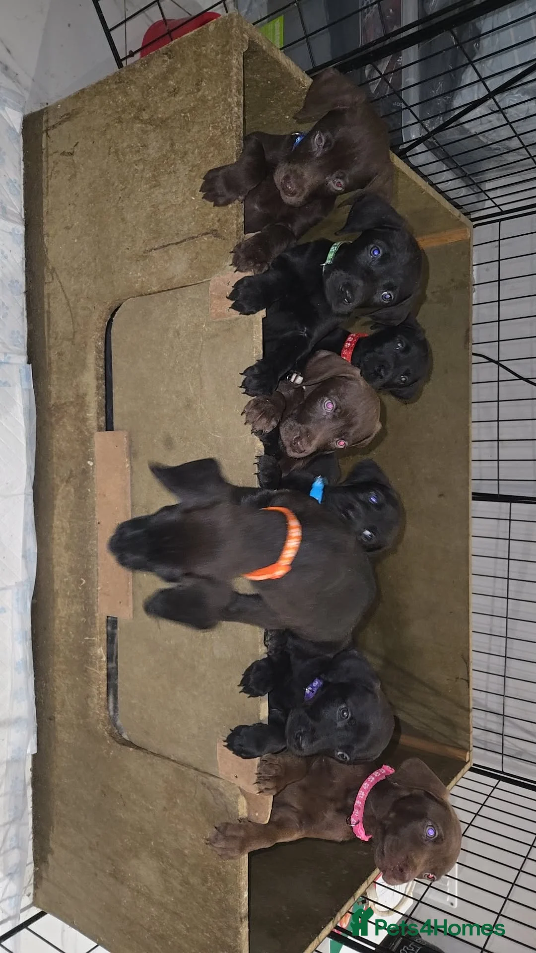 Mixed Breed dogs for sale: Doberman x Weimaraner Cross - Advert 19