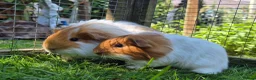 Guinea Pig rodents for sale: Beautiful little sheltie boy  - Advert 4