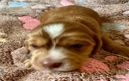 Cocker Spaniel dogs for sale: Kc reg show type cocker spaniel puppies  - Image 12
