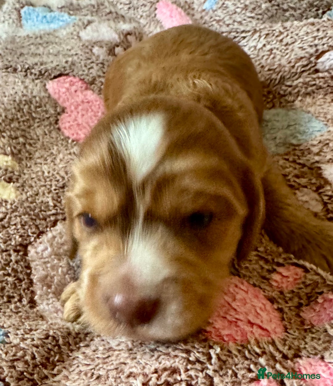 Cocker Spaniel dogs for sale: Kc reg show type cocker spaniel puppies  - Image 12