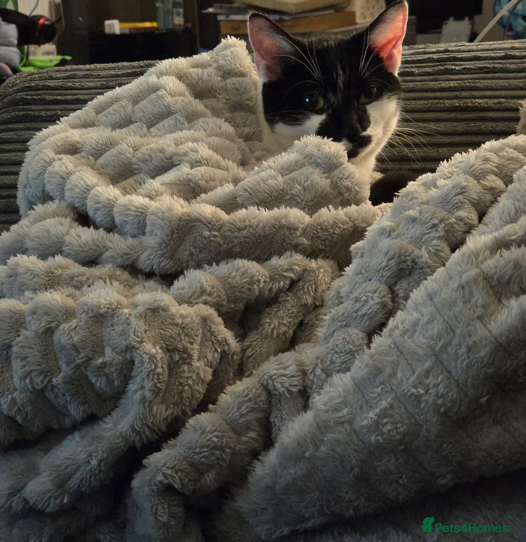 Mixed Breed cats for sale: Nibbles - PENDING REHOME - Advert 2