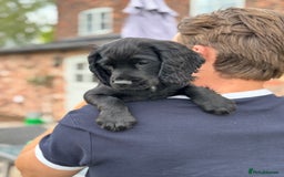 Cocker Spaniel dogs for sale: Ready Now 🐾 Champion bred working cocker boys  - Image 3